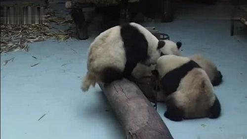 吃瓜的熊猫视频,揭秘热门视频背后的故事