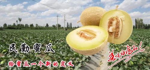 金玉蜜瓜怎么吃,解锁夏日清新美味
