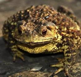 蛤蟆淡定吃瓜,一场吃瓜界的淡定传奇