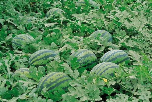 幸福村庄qq吃瓜,揭秘乡村生活新风尚